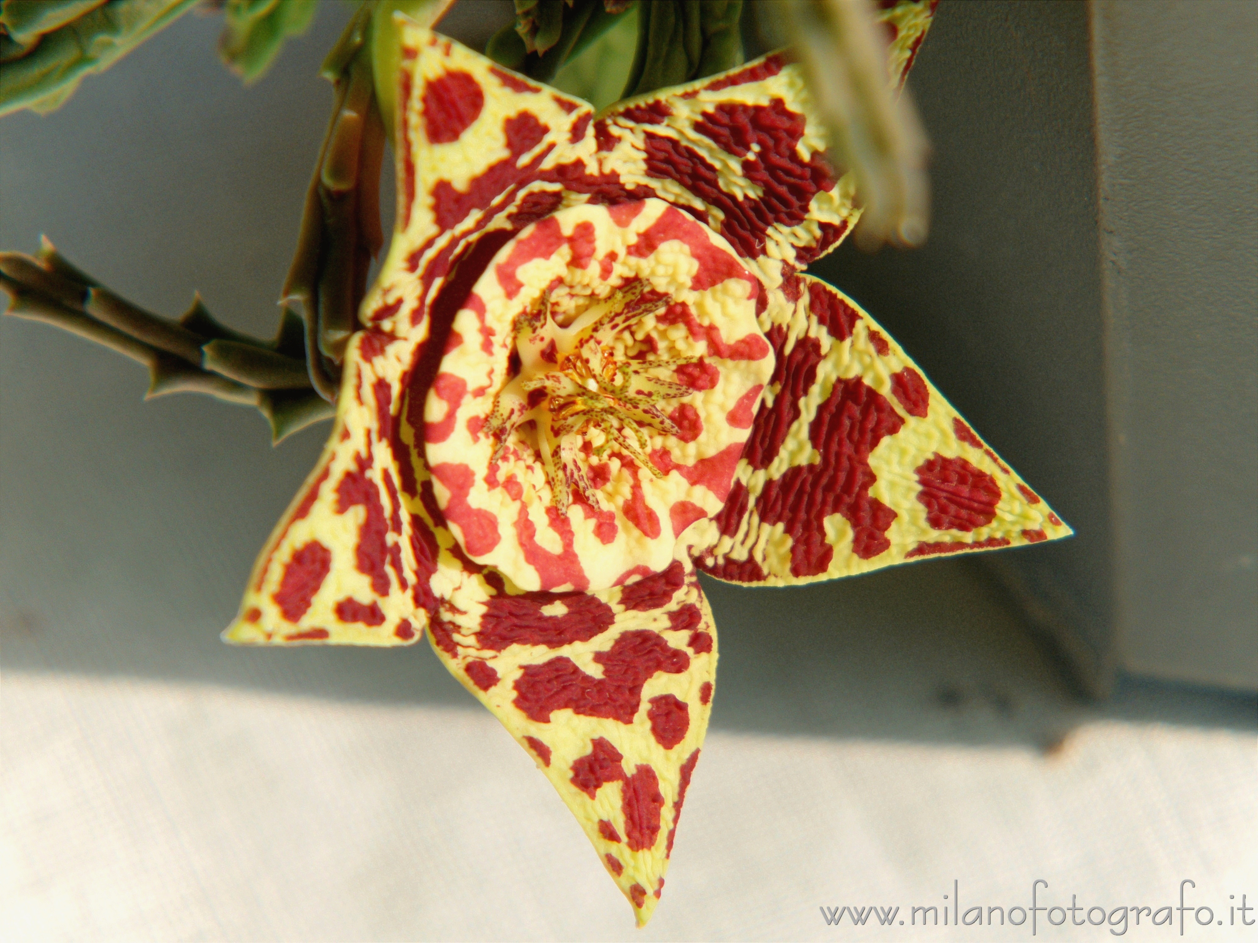 Milano - Fiore di Stapelia variegata